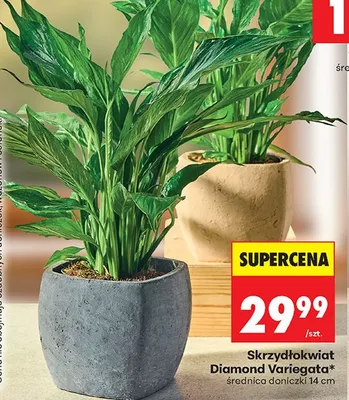 Skrzydłokwiat Diamond Variegata promocja w Biedronka