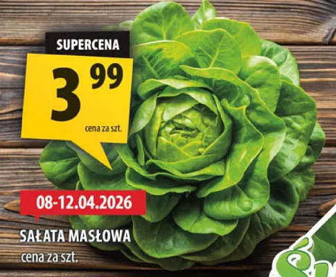Sałata masłowa promocja w Arhelan