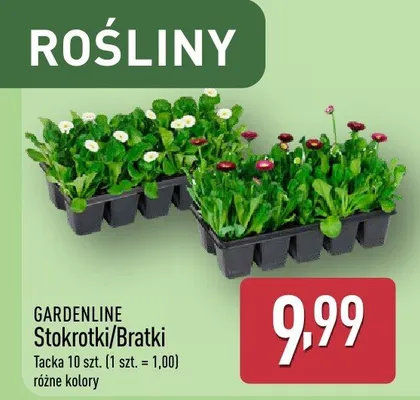 Stokrotki/Bratki promocja w Aldi