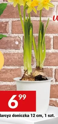 Narcyz doniczka 12 cm promocja w Twój Market