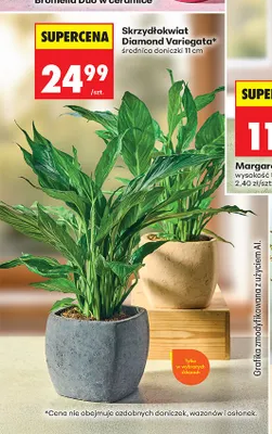 Skrzydłokwiat Diamond Variegata promocja w Biedronka