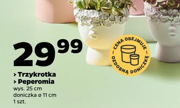 Rośliny doniczkowe promocja w Netto
