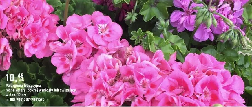 Pelargonia tradycyjna różne kolory pokrój wzniosły lub zwisający w don. 12cm promocja w OBI