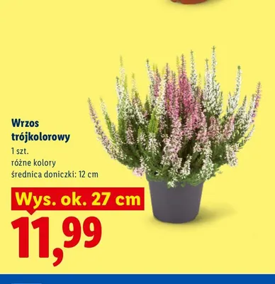 Wrzos trójkolorowy promocja w Lidl