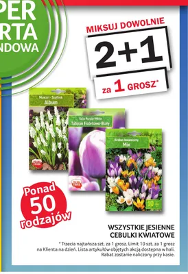 Cebulki kwiatowe szafirek Album promocja w Selgros