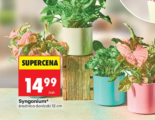 Syngonium promocja w Biedronka