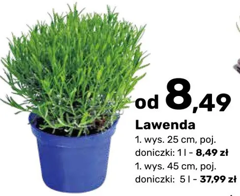 Lawenda promocja w Bricomarche