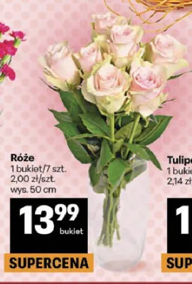 Róże wys. 50cm promocja w Delikatesy Centrum