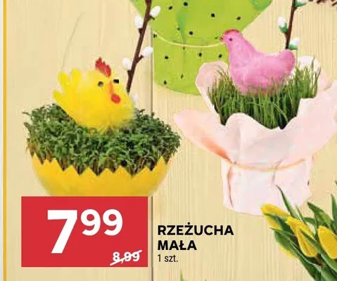 Rzeżucha mała promocja w Stokrotka