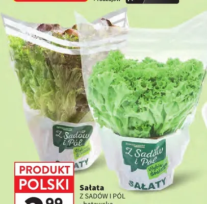 Sałata masłowa Z Sadów i Pól promocja w Intermarche