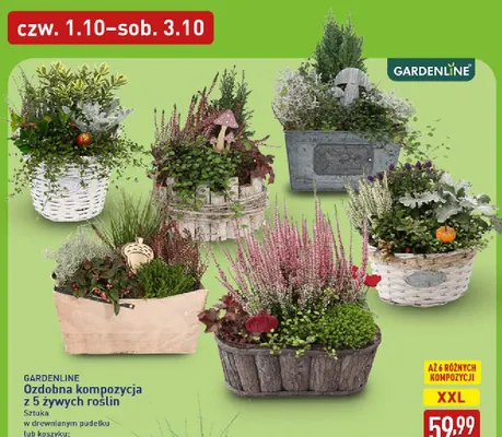 Ozdobna kompozycja z 5 żywych roślin Gardenline promocja w Aldi