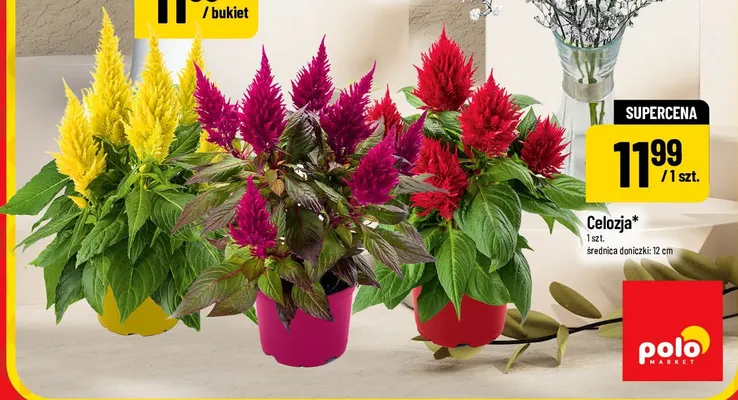 Celozja promocja w POLOmarket