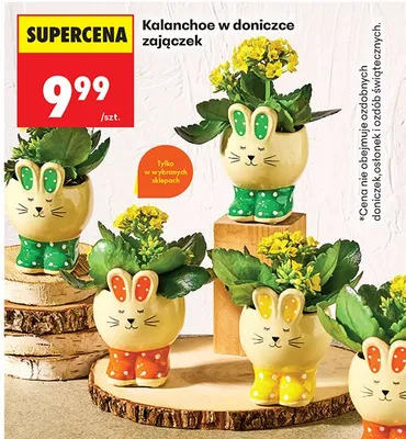 Kalanchoe w doniczce-zajączku promocja w Biedronka