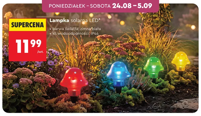 Lampka solarna LED promocja w Biedronka