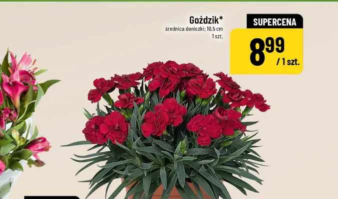 Goździk promocja w POLOmarket