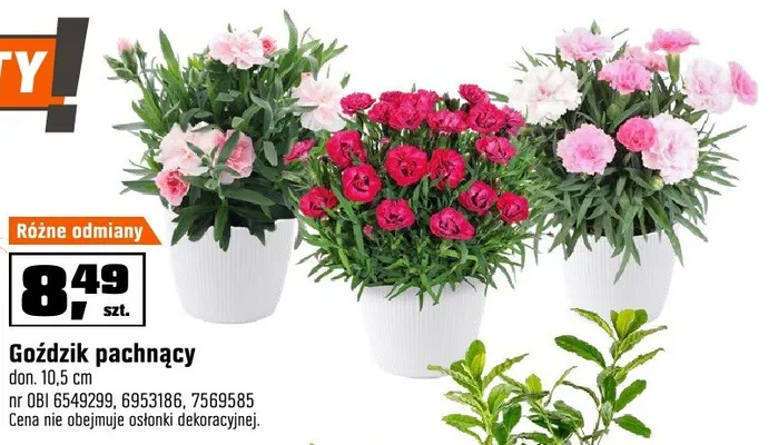 Goździk pachnący don. 10,5 cm promocja w OBI