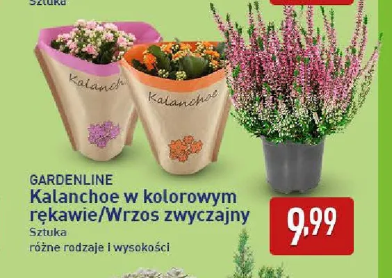 Kalanchoe w kolorowym rękawie Gardenline promocja w Aldi