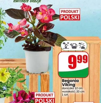 Begonia Viking doniczka 12cm wysokość: 20cm promocja w Dino