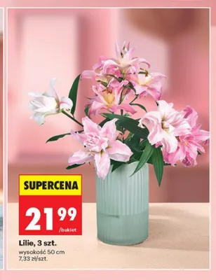 Lilie wysokość 50cm promocja w Biedronka