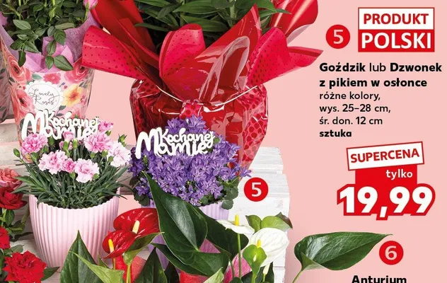 Goździk lub Dzwonek z pikiem w osłonce promocja w Kaufland