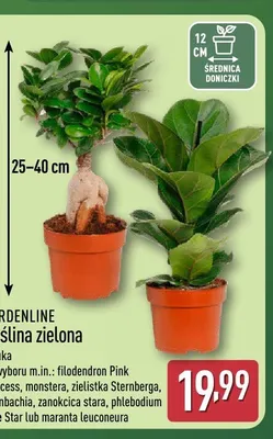 Roślina zielona Gardenline promocja w Aldi