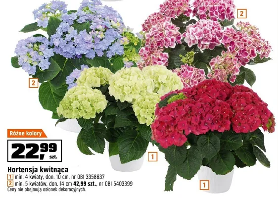 Hortensja kwitnąca min. 4 kwiaty, don. 14 cm promocja w OBI