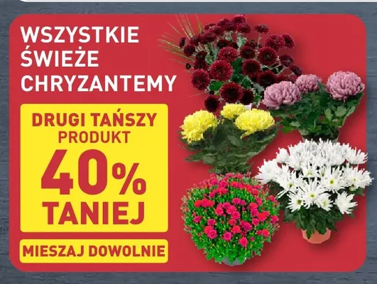 Świeże chryzantemy promocja w Aldi
