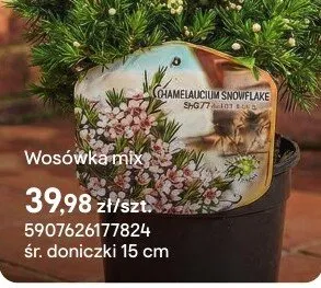 Wosówka mix promocja w Castorama