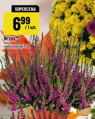 Wrzos średnica doniczki 11 cm promocja w POLOmarket