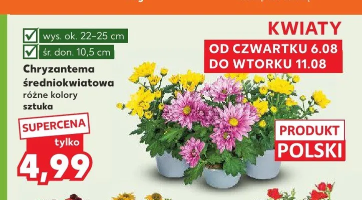 Chryzantema średniokwiatowa promocja w Kaufland