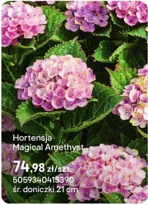 Hortensja Magical Amethyst promocja w Castorama