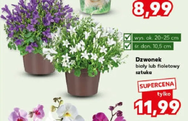 Dzwonek biały lub fioletowy promocja w Kaufland