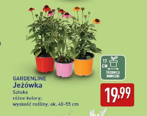 Jeżówka Gardenline promocja w Aldi