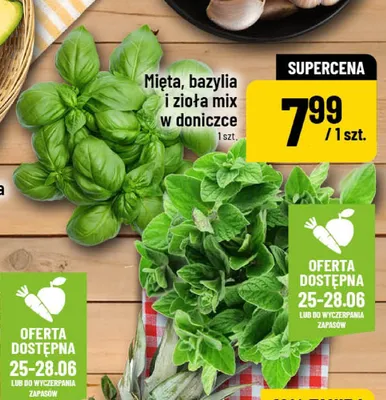 Zioła mix w doniczce promocja w POLOmarket