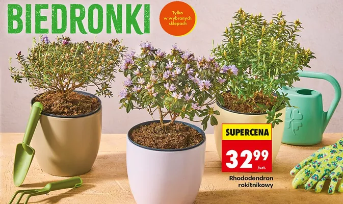 Rododendron rokitnikowy promocja w Biedronka