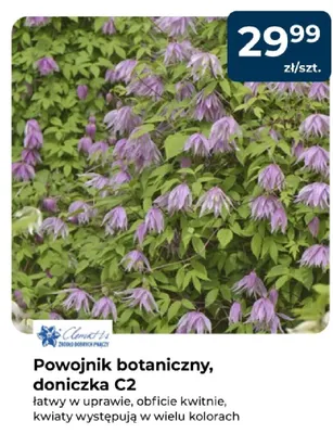Powojnik botaniczny, doniczka C2 promocja w PSB Mrówka