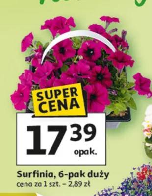 Surfinia 6-pak duży promocja w Auchan