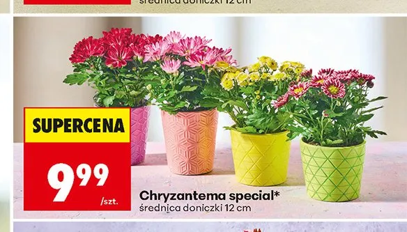 Chryzantema special promocja w Biedronka