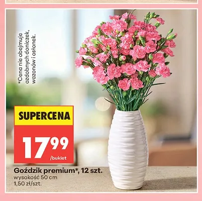 Goździk premium 12szt. wysokość 50cm promocja w Biedronka