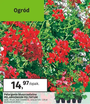 Pelargonia bluszczolistna Pelargonium Peltatum promocja w Leroy Merlin