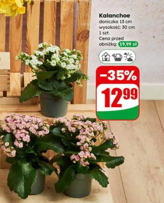 Kalanchoe promocja w Dino