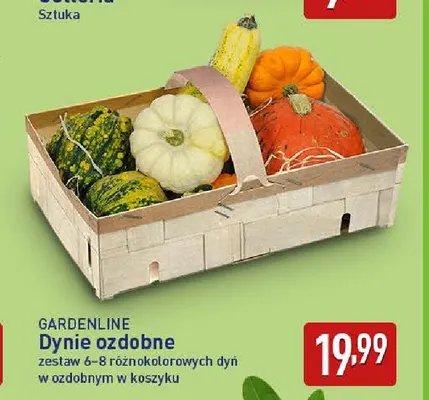 Dynie ozdobne Gardenline promocja w Aldi