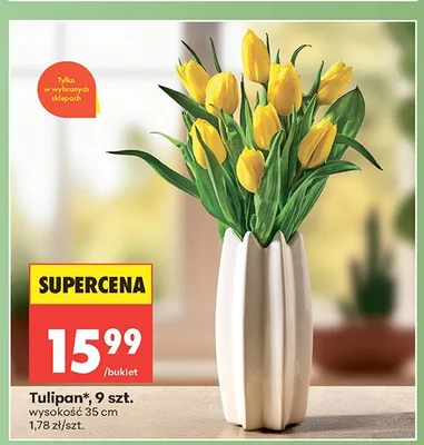 Tulipan wysokość 35cm promocja w Biedronka