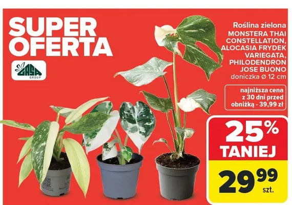 Roślina zielona MONSTERA THAI CONSTELLATION, ALOCASIA FRYDEK, VARIEGATA, PHILODENDRON JOSE BUONO, doniczka Ø 12 cm promocja w Carrefour