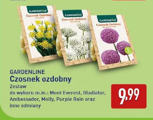 Czosnek ozdobny Mont Everest Gardenline promocja w Aldi