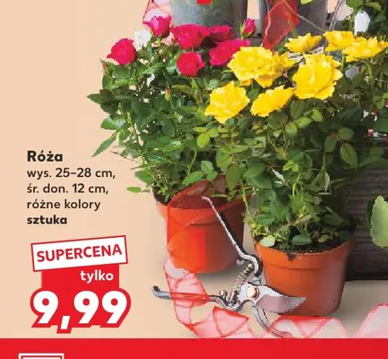 Róża promocja w Kaufland