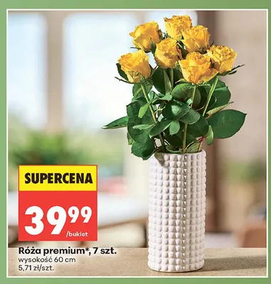 Róża premium wysokość 60cm promocja w Biedronka