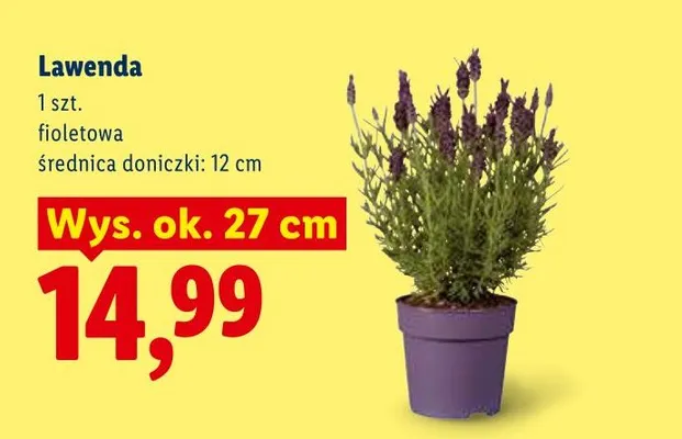 Lawenda fioletowa promocja w Lidl
