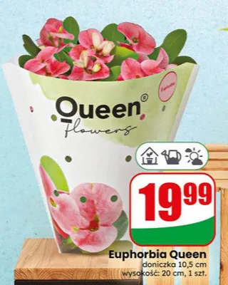 Euphorbia Queen flowers doniczka 10,5cm wysokość 20cm promocja w Dino