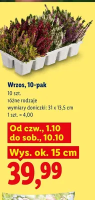 Wrzos 10-pak promocja w Lidl